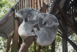 Koalas, Lone Pine Koala Sanctuary