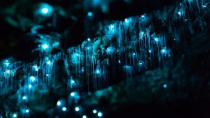 Waitomo Glowworm Caves, New Zealand