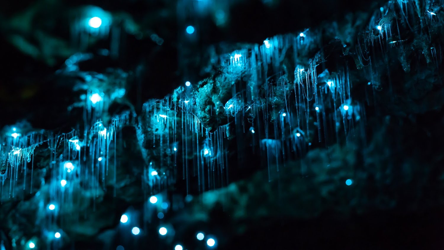 Waitomo Glowworm Caves New Zealand