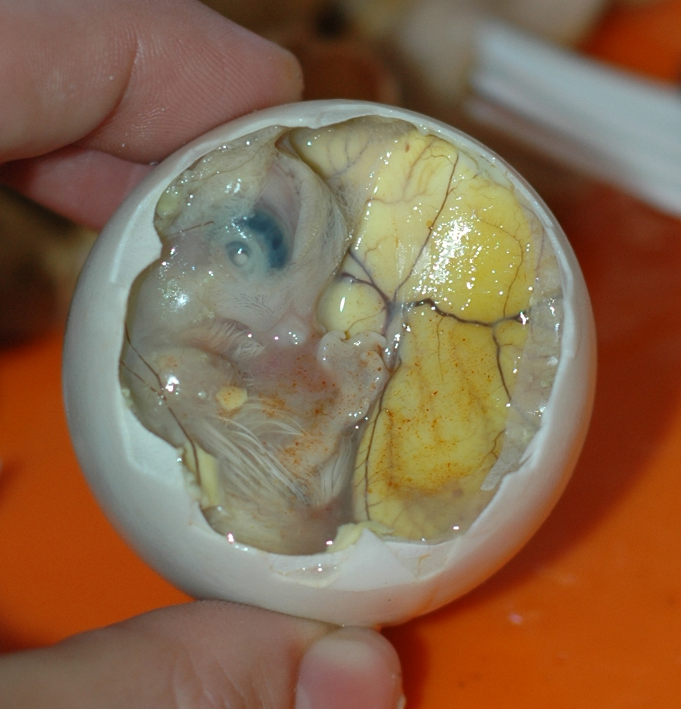 Balut, the Phillipines