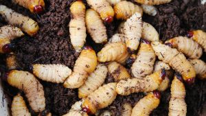 Butod (Sago Worms), East Malaysia