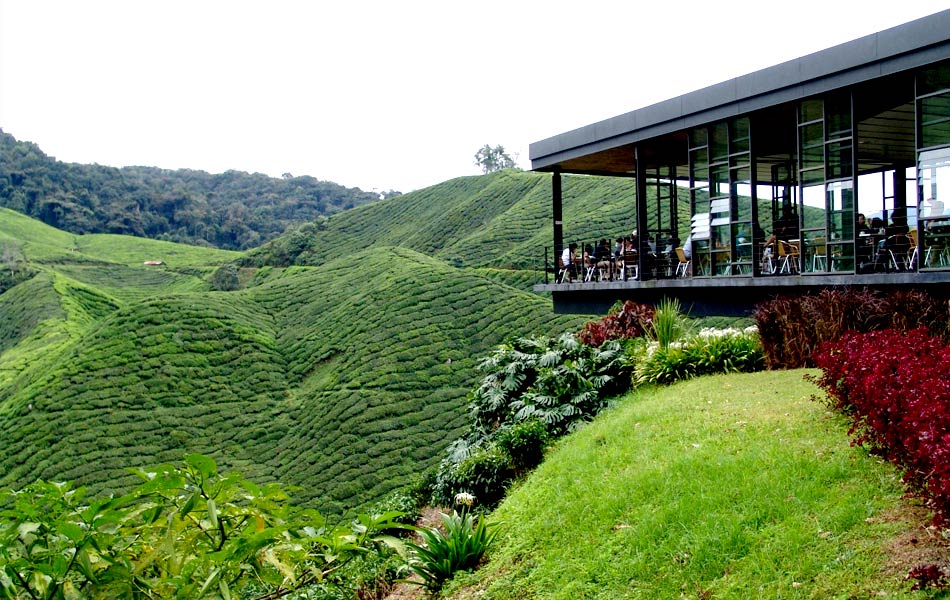 BOH Tea Plantations for Malaysia holiday